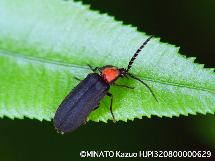 オキナワマドボタル