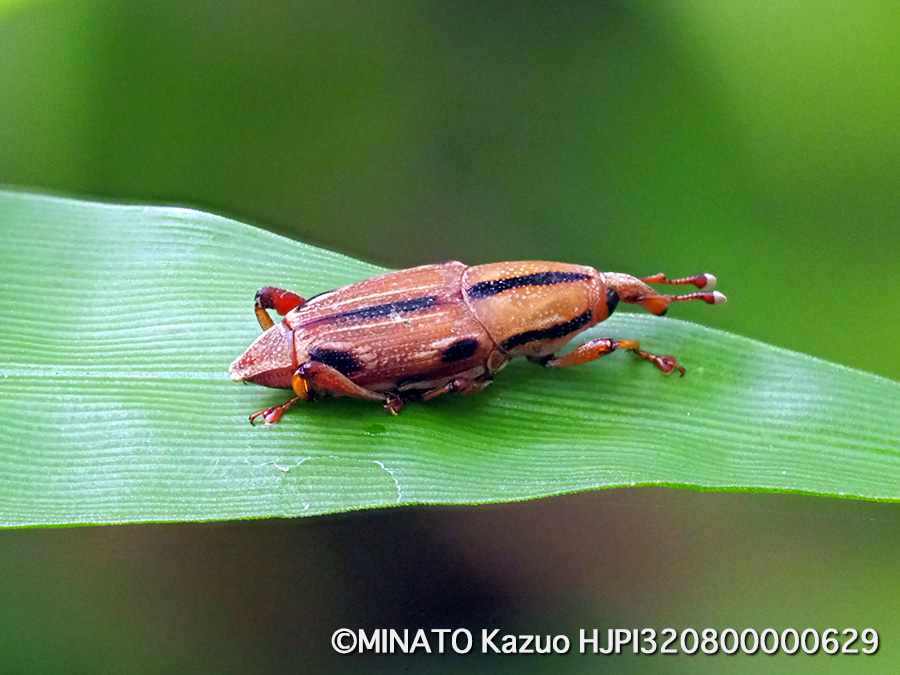 ヨツメオサゾウムシ