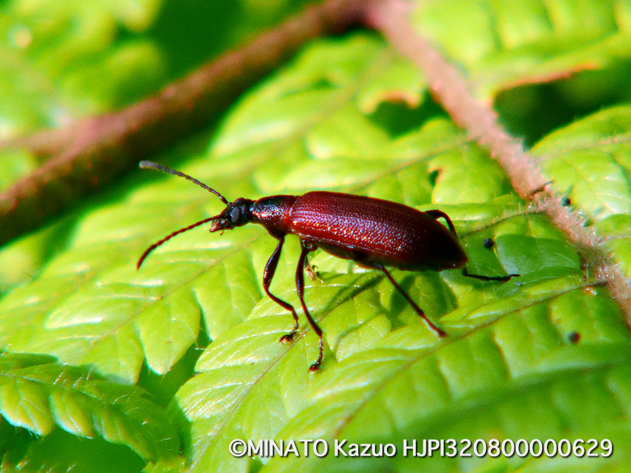 シワハムシダマシ