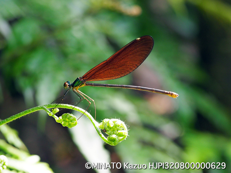 リュウキュウハグロトンボ雌