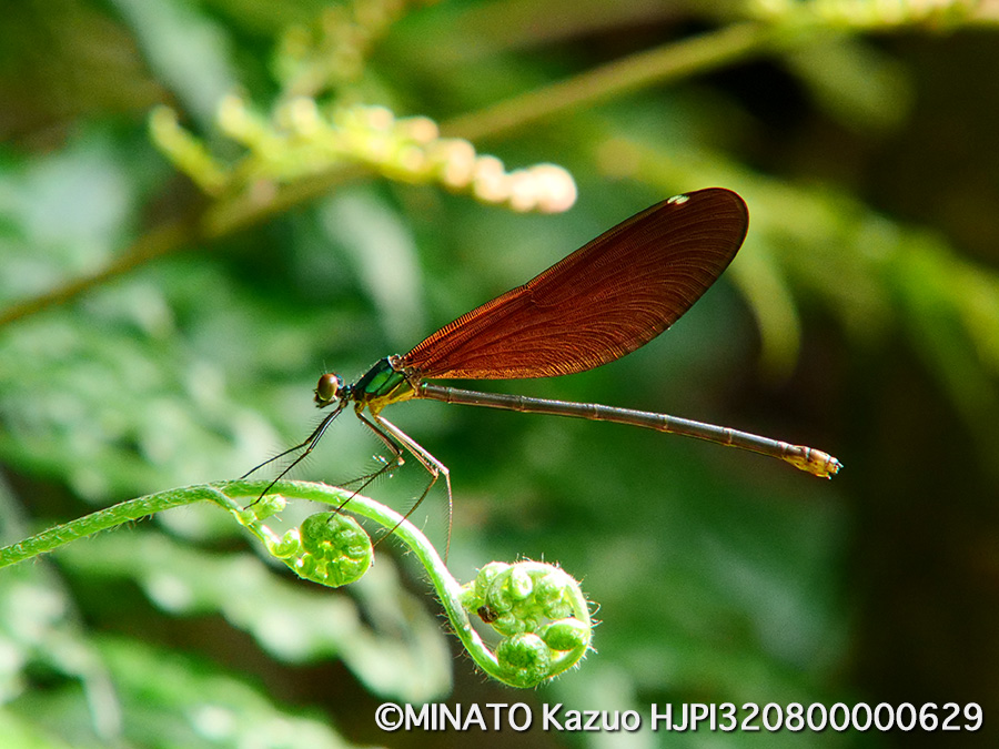 リュウキュウハグロトンボ雌