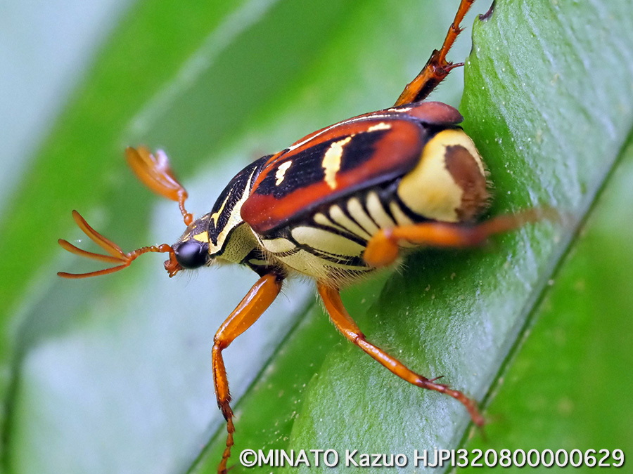 オキナワトラフハナムグリ褐色型雄