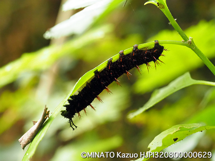 コノハチョウ幼虫