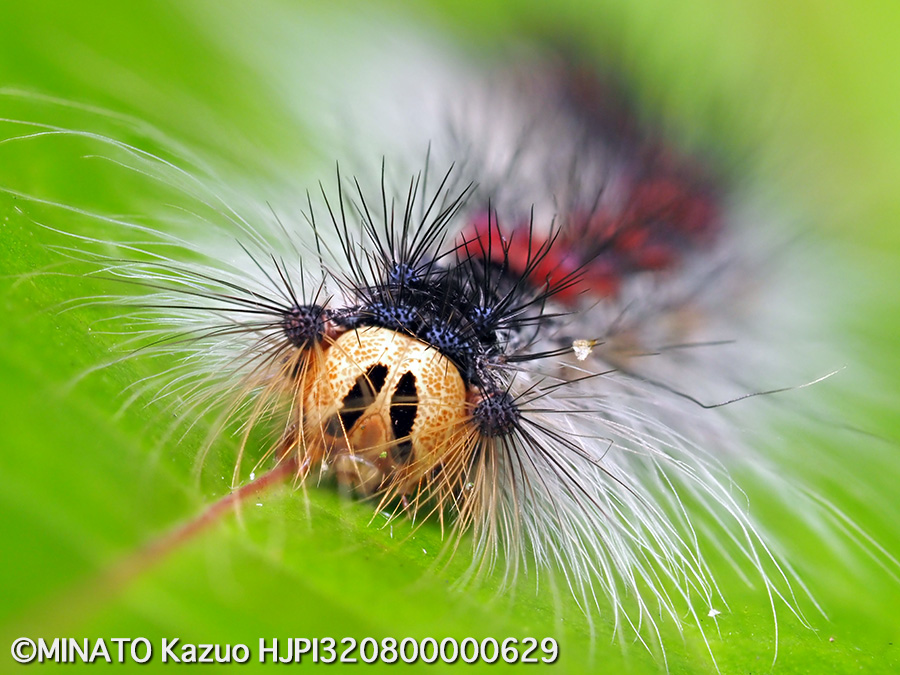 シロシタマイマイ幼虫