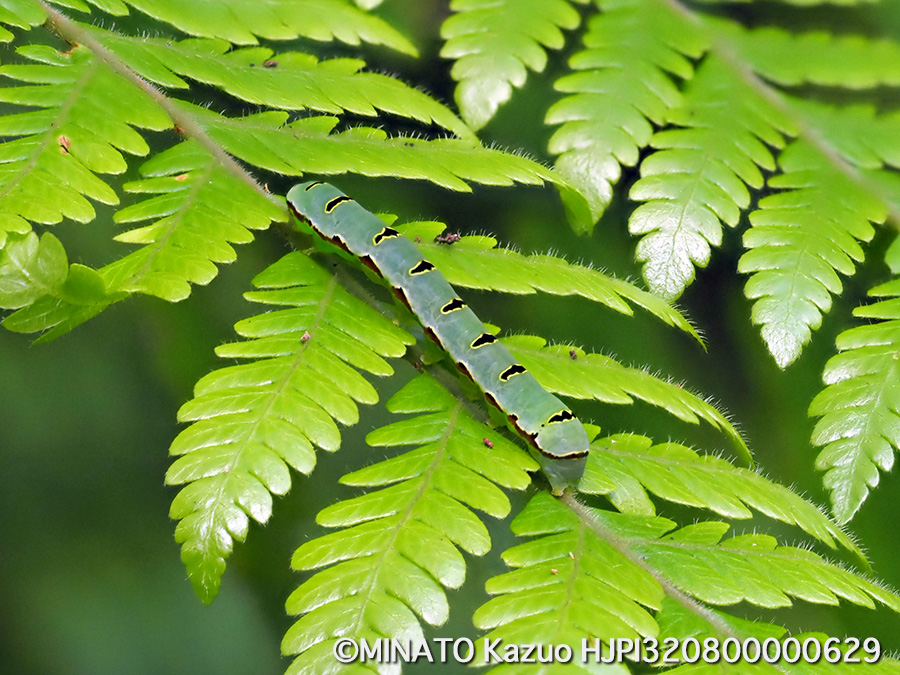 マダラツマキリヨトウ幼虫