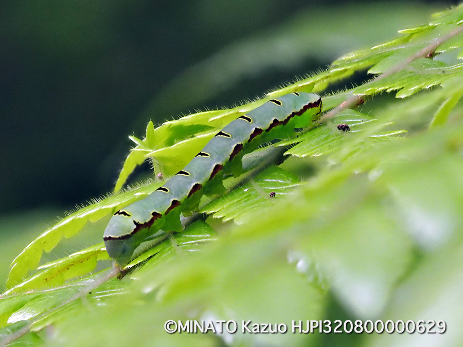 マダラツマキリヨトウ幼虫