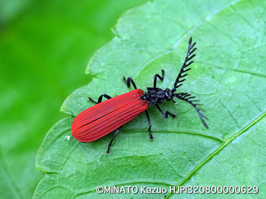 ベニボタルの一種