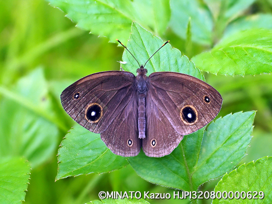 リュウキュウヒメジャノメ