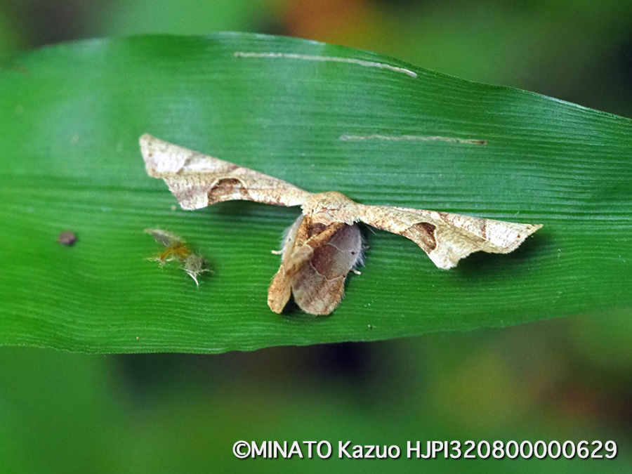 アマミマルバネフタオ