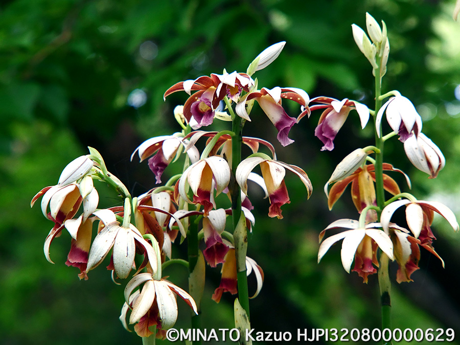 カクチョウラン