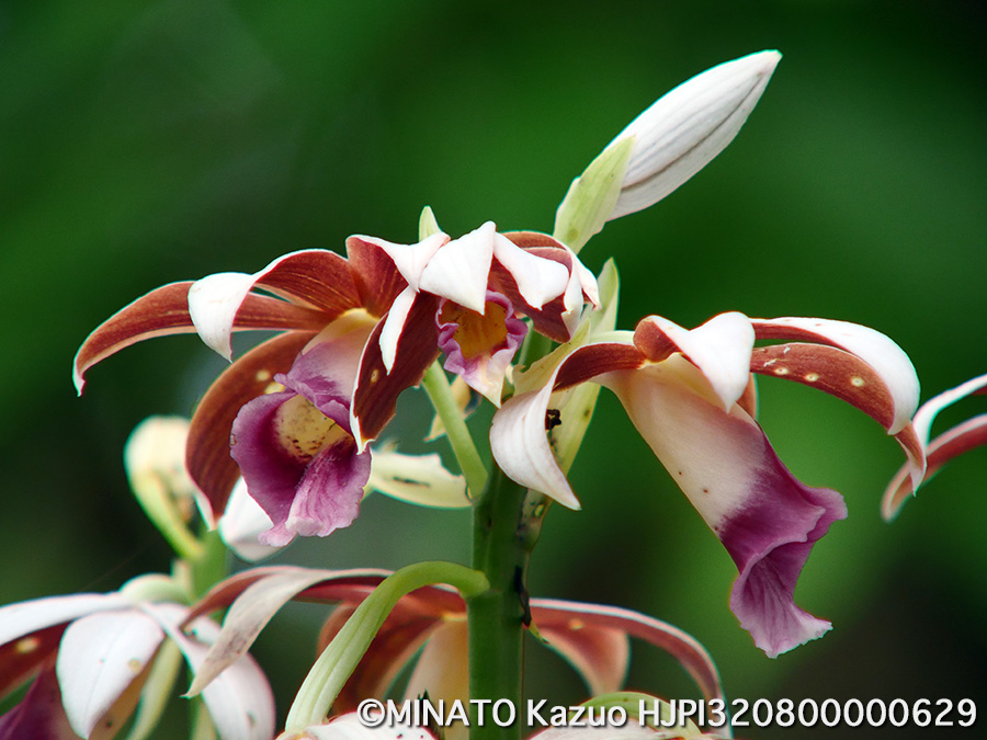 カクチョウラン