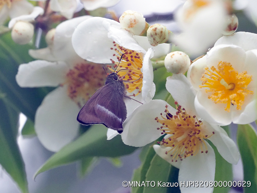 オキナワビロードセセリ