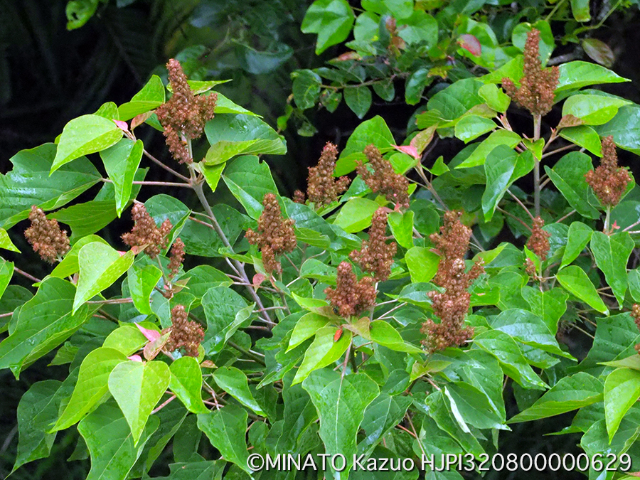アカメガシワ雌花