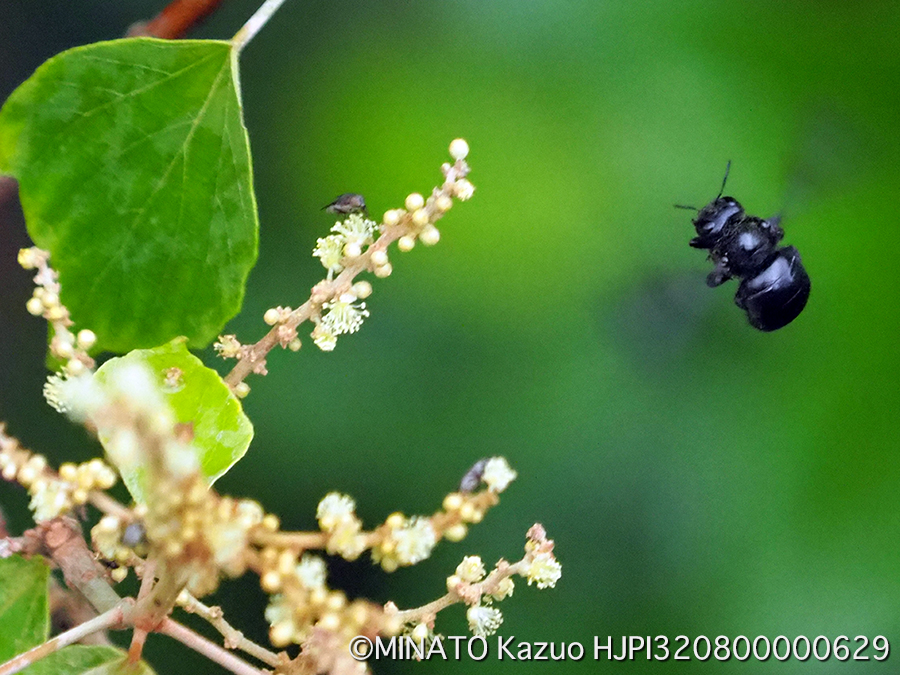アカメガシワ雄花