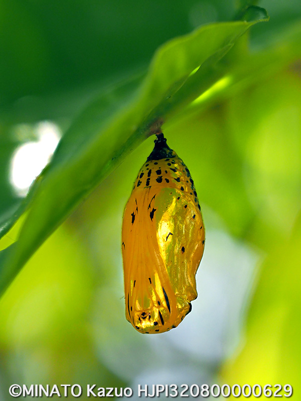 オオゴマダラ蛹