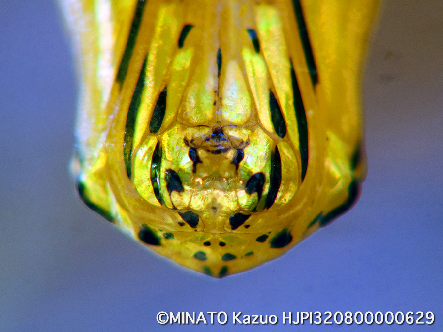 オオゴマダラ蛹