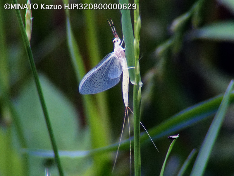 カゲロウの一種
