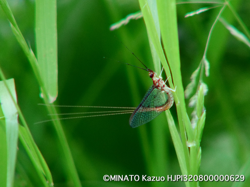 カゲロウの一種