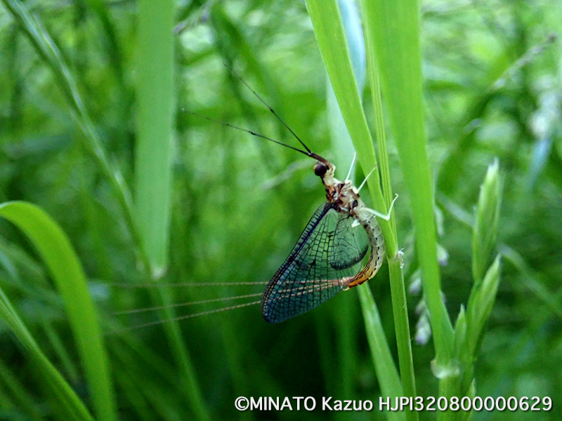 カゲロウの一種