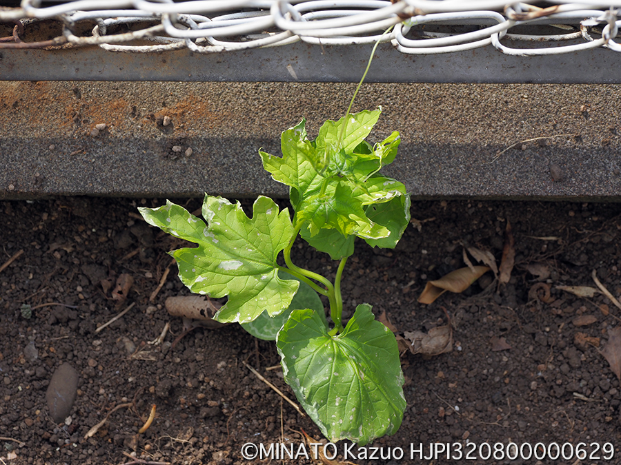 ゴーヤー植え付け