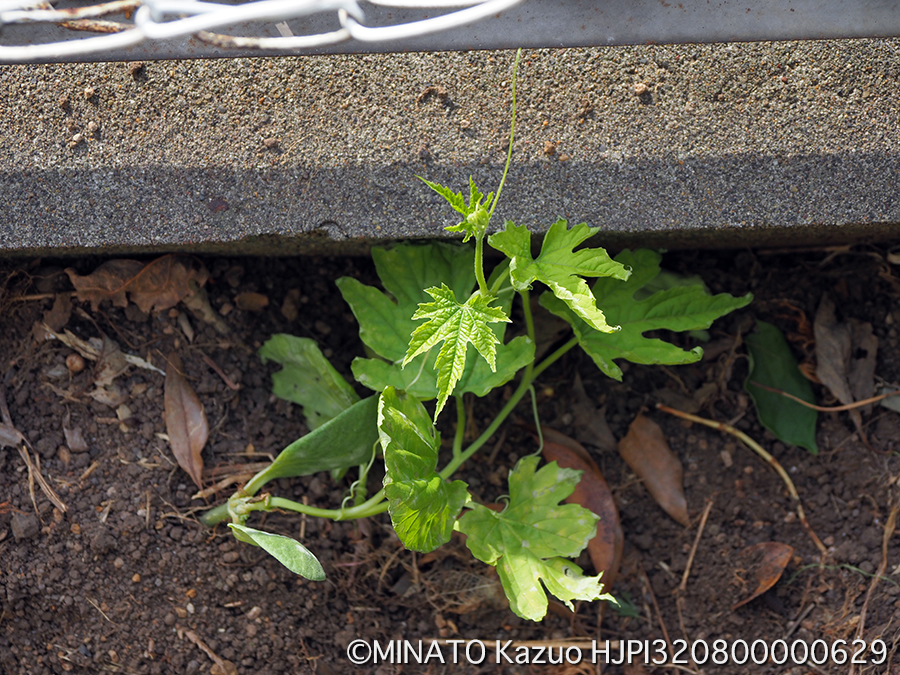 ゴーヤー植え付け