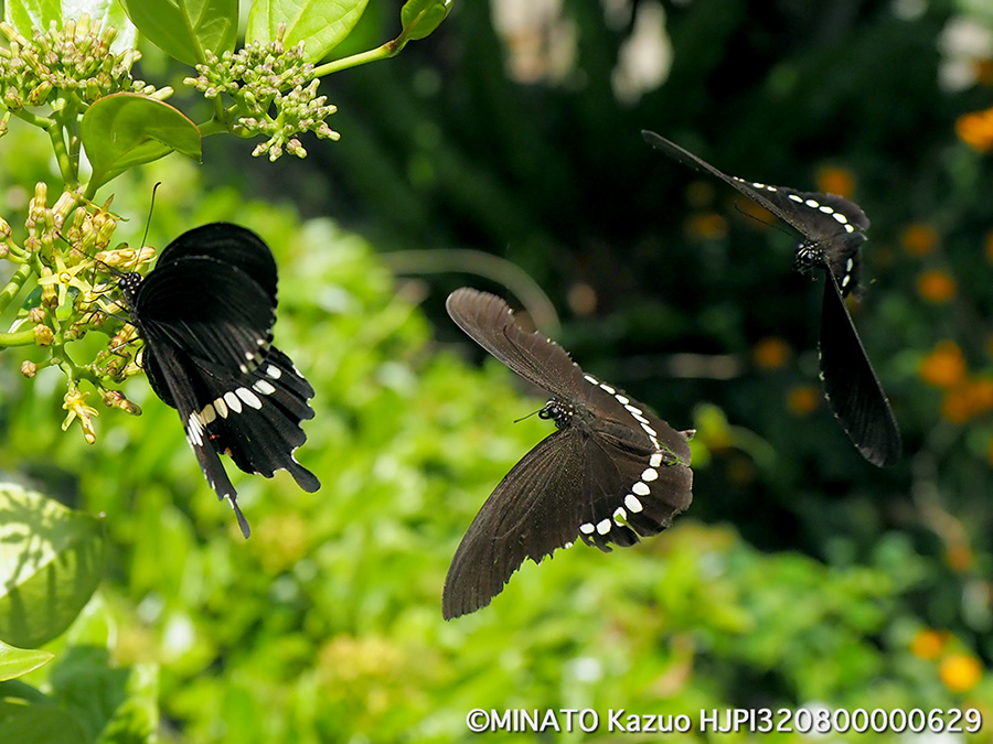 シロオビアゲハ