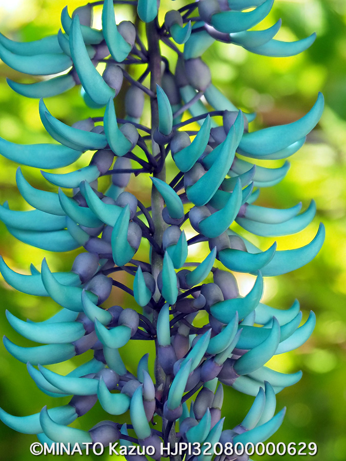 ヒスイカズラ（深度合成）