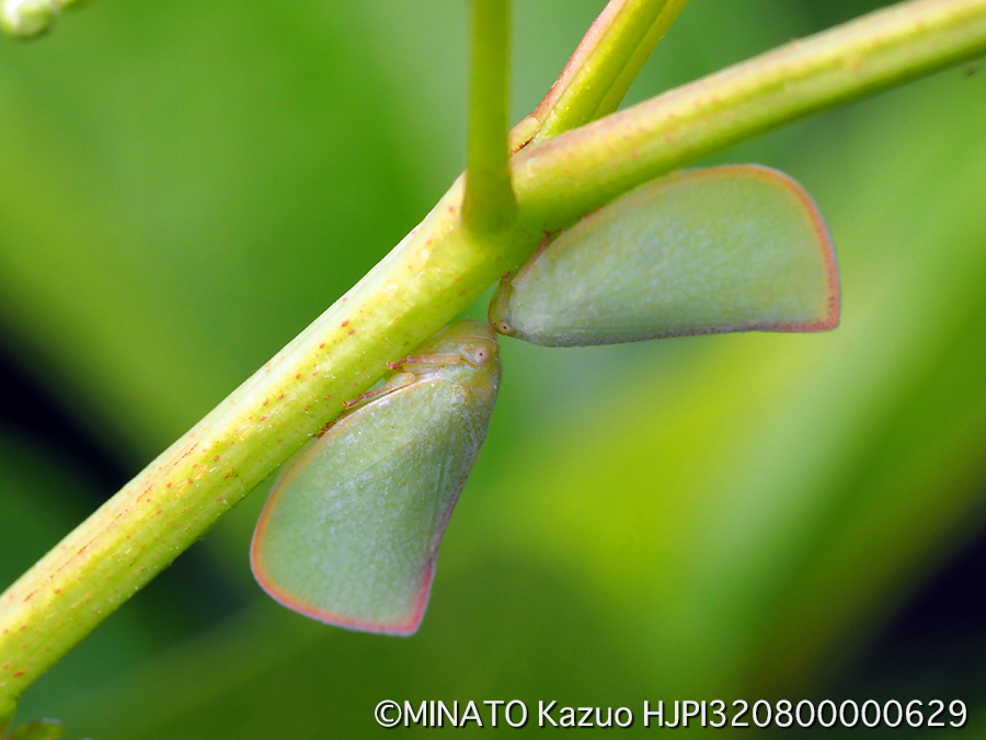 アオバハゴロモ