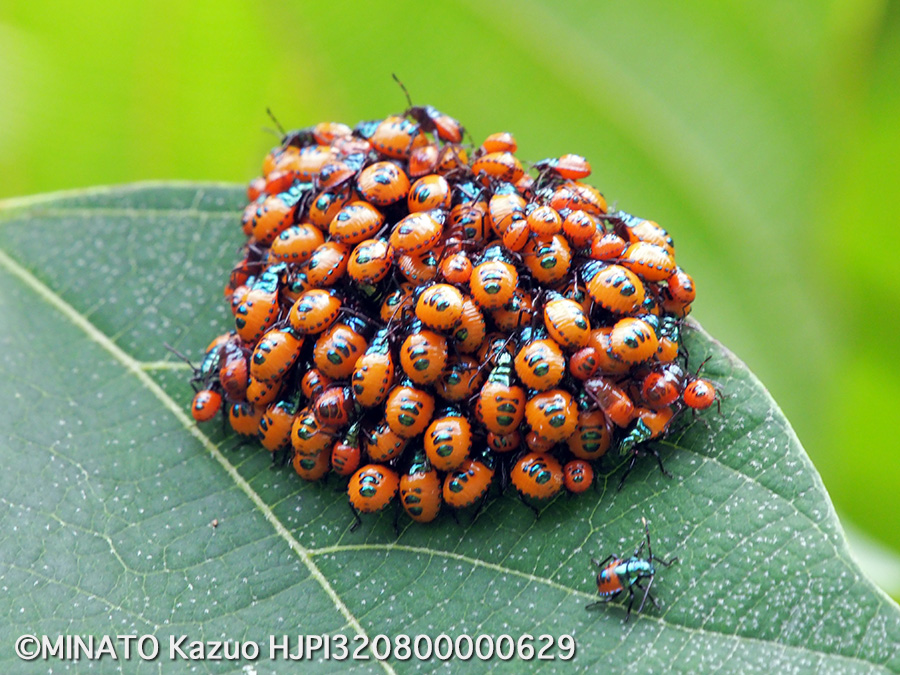 アカギカメムシ幼虫