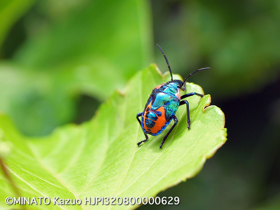 アカギカメムシ幼虫