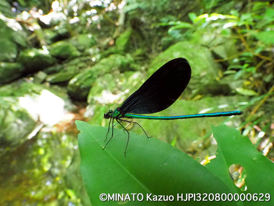 リュウキュウハグロトンボ