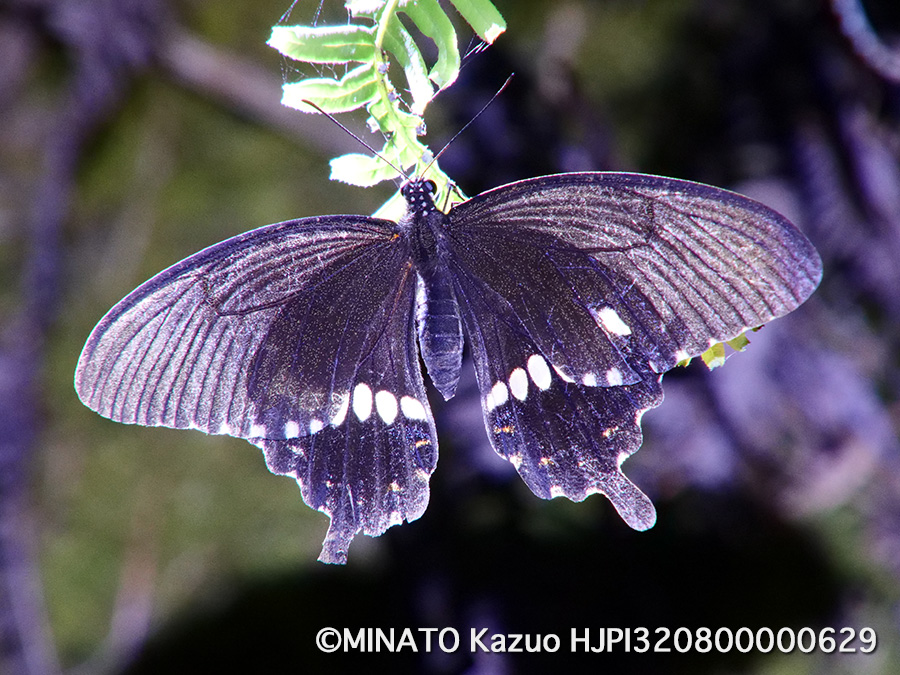 シオロビアゲハ