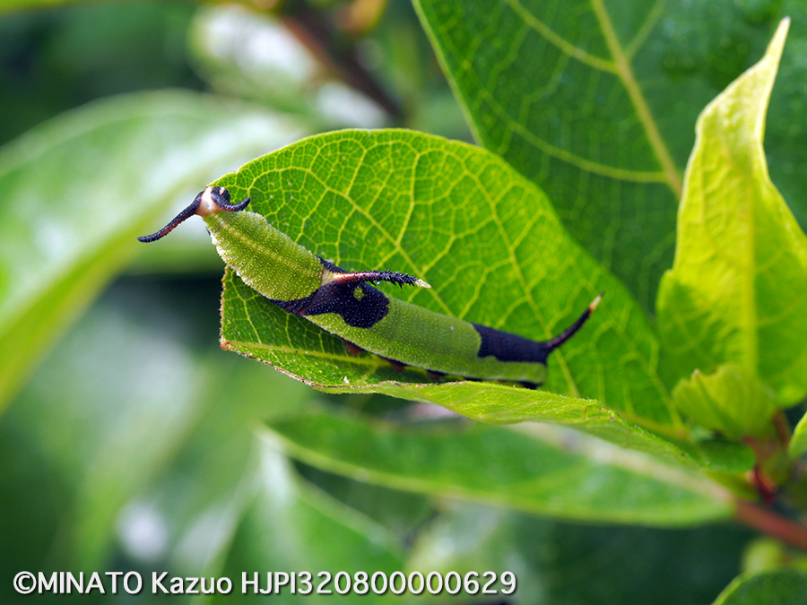 イシガケチョウ幼虫
