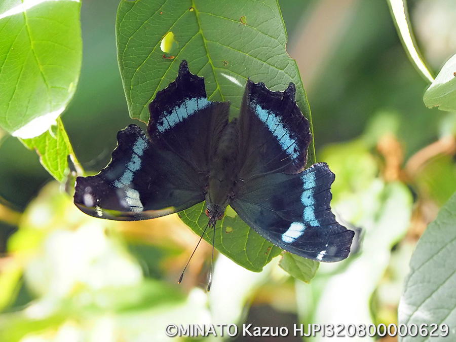 ルリタテハ