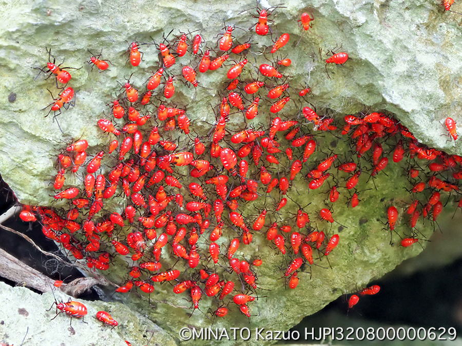 アカホシカメムシ幼虫