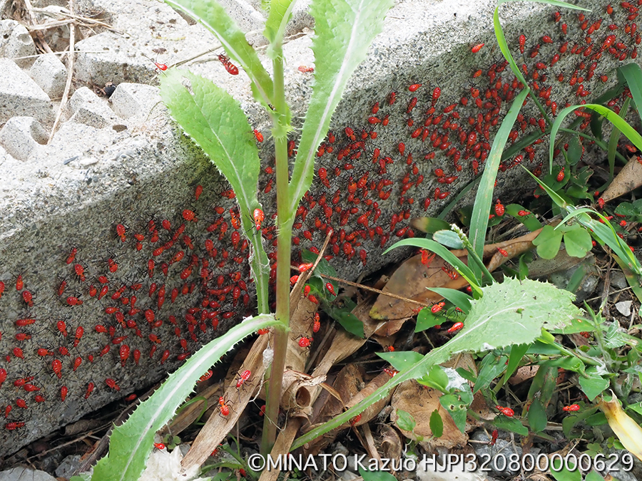 アカホシカメムシ幼虫