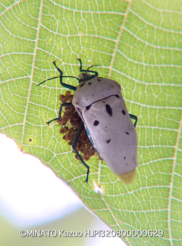 アカギカメムシ越冬虫の繁殖