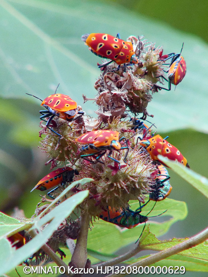 アカギカメムシ新成虫