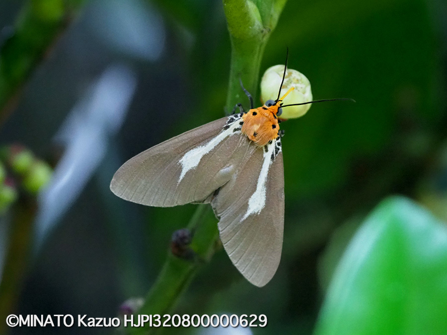 シロスジヒトリモドキ