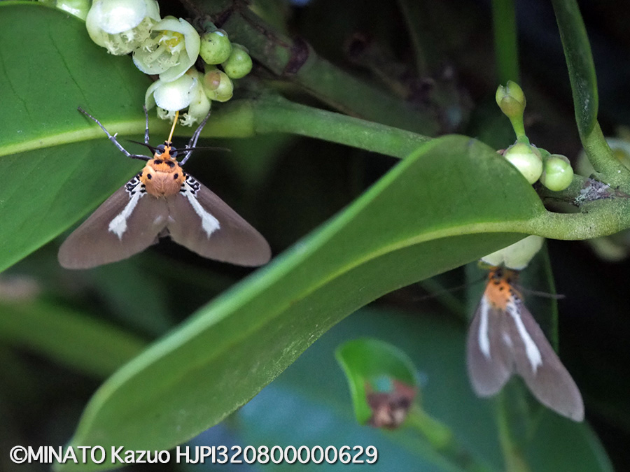 シロスジヒトリモドキ