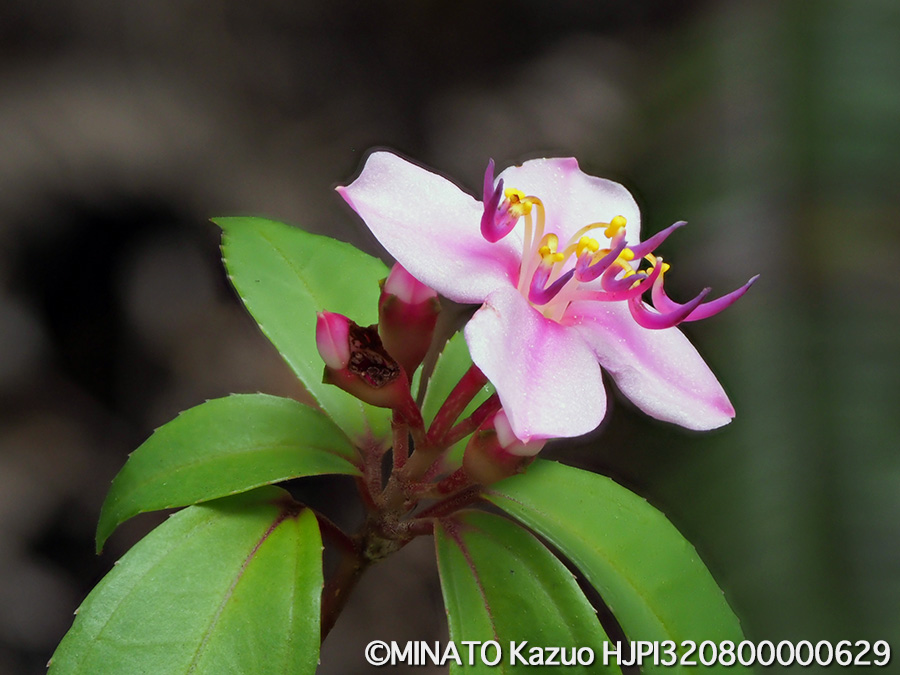 コバノミヤマノボアタン