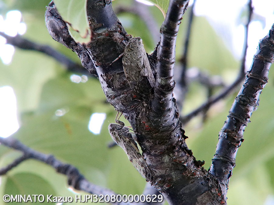 クロイワニイニイ求愛行動