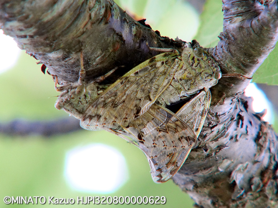 クロイワニイニイ交尾ペア