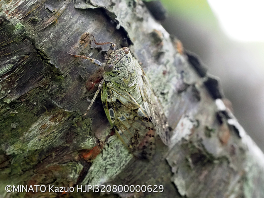 クロイワニイニイ