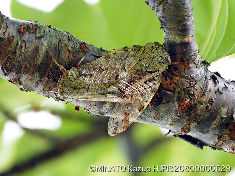 クロイワニイニイ（深度合成）