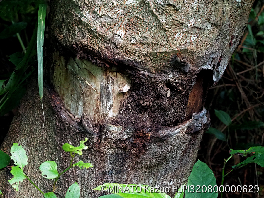樹液の出ていた木
