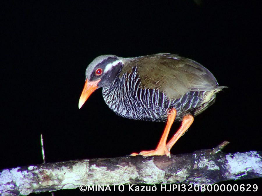 ヤンバルクイナ