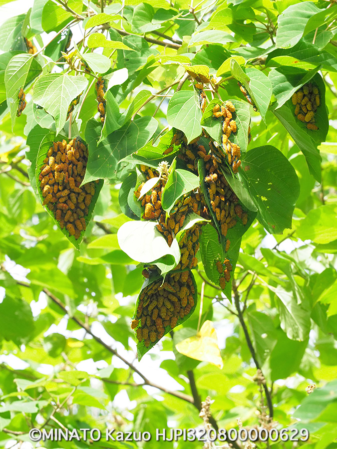 アカギカメムシ