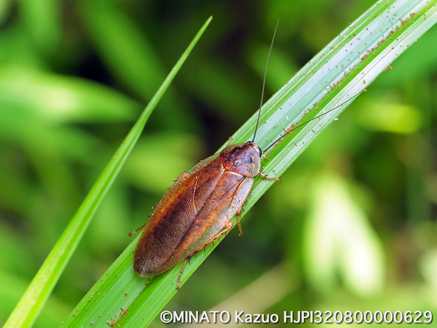 マダラゴキブリ