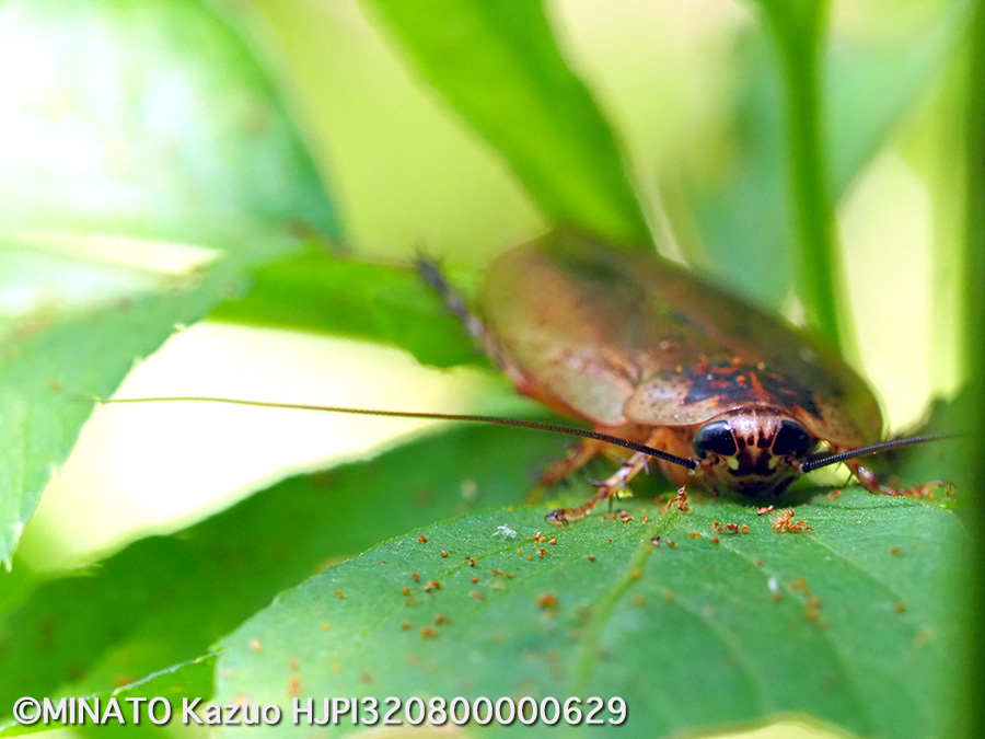 マダラゴキブリ